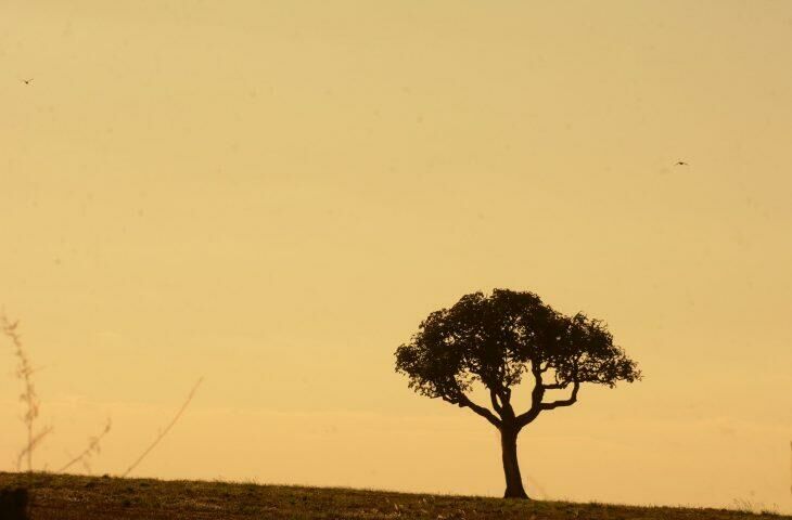 Imagem de compartilhamento para o artigo Chuvas abaixo da média e calor acima são previstos para fevereiro, março e abril em MS da MS Todo dia